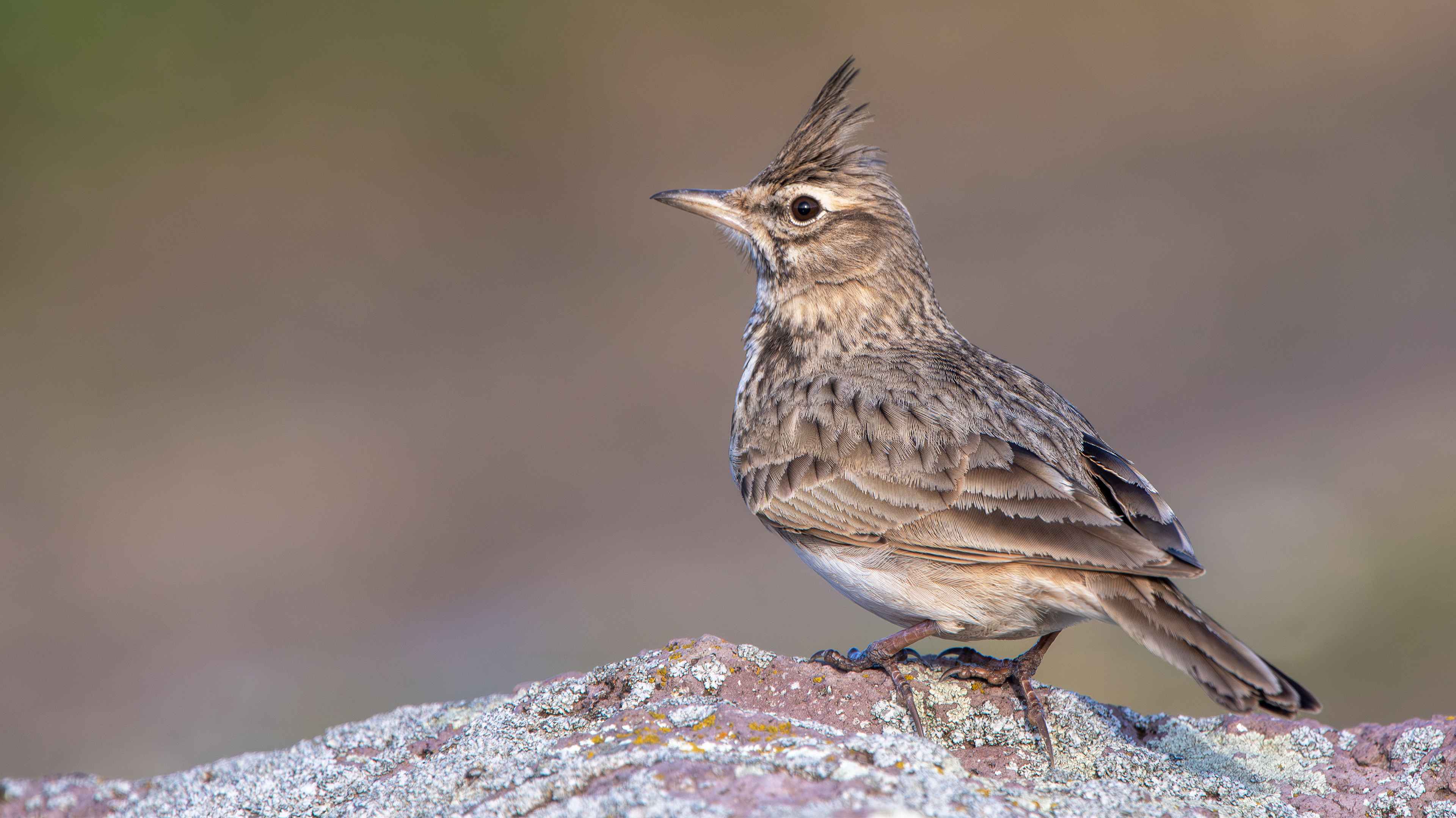 Crested Lark